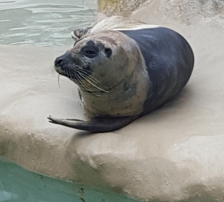 Sea Lion and Seal Feeder Pool (Key&nbspBiscayne,&nbspFL)